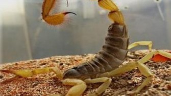 Envenimation scorpionique en Algérie