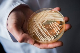 Candida auris : le champignon multir&eacute;sistant qui inqui&egrave;te les &eacute;tablissements de sant&eacute;