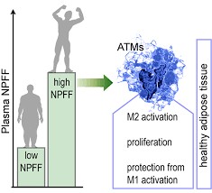 Le neuropeptide FF: une nouvelle hormone qui protège le tissu adipeux de linflammation