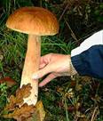 cèpe de Bordeaux, boletus edulis