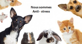 Animaux de compagnie : meilleur allié anti-stress